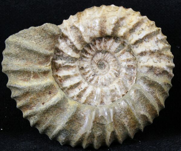 Pavlovia Ammonite Fossil - Siberia #29730